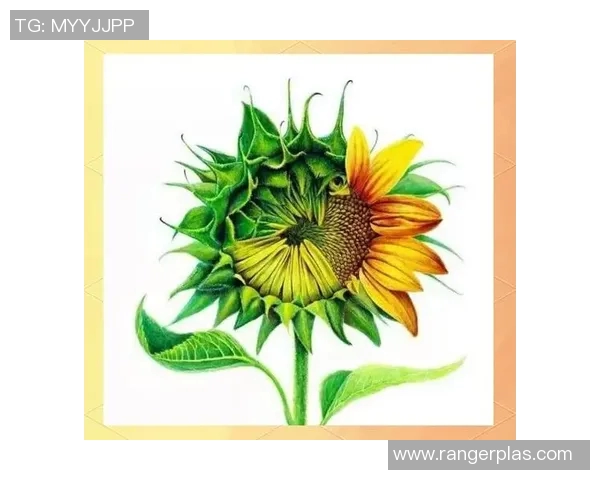 李芳独家分享篮球心得与技巧助你提升球技的全面指南